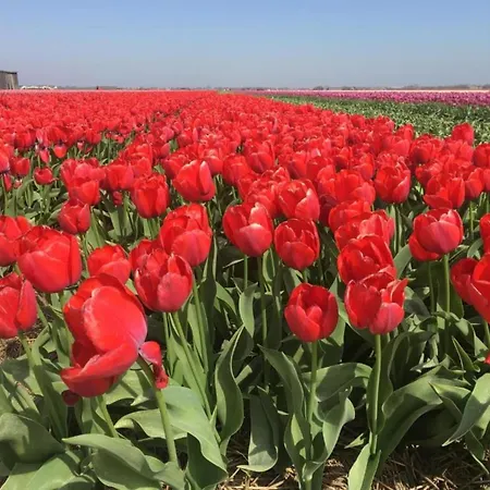 189 In Julianadorp Aan Zee De Zandloper