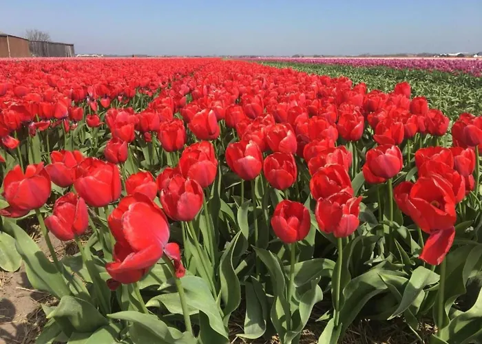 189 In Julianadorp Aan Zee De Zandloper